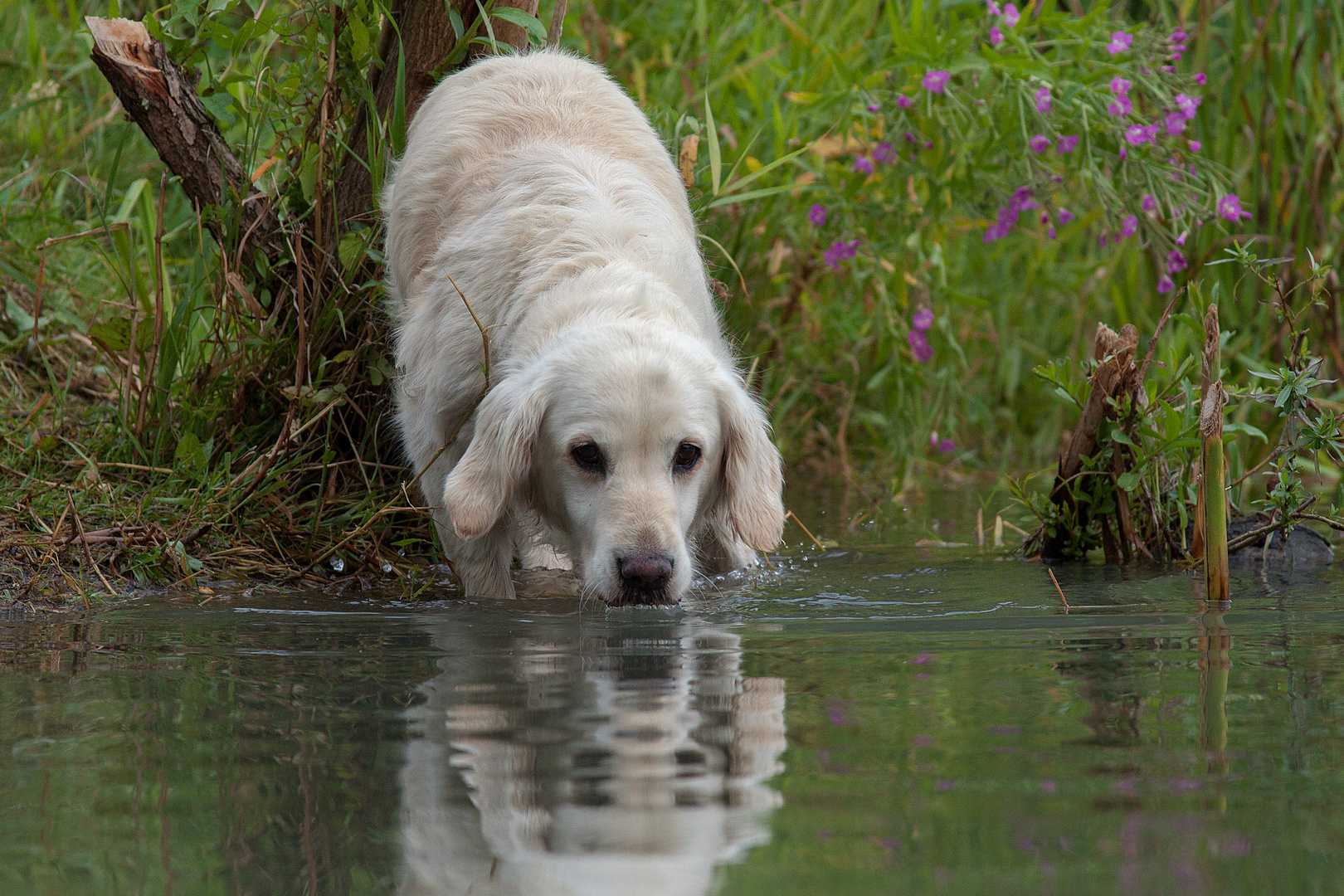 Golden Retriever - Durst