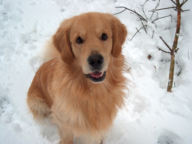 Golden Retriever