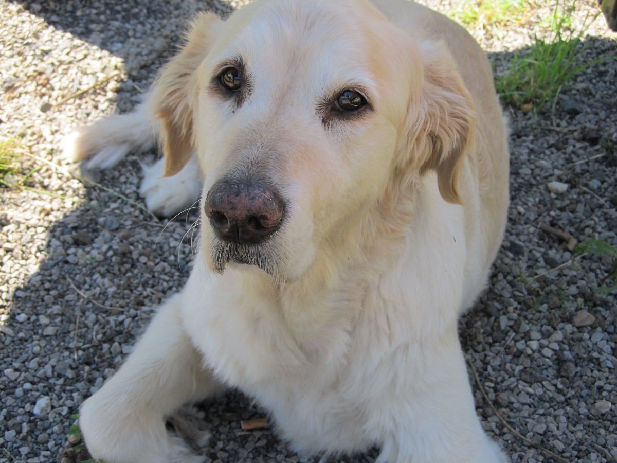 Golden Retriever