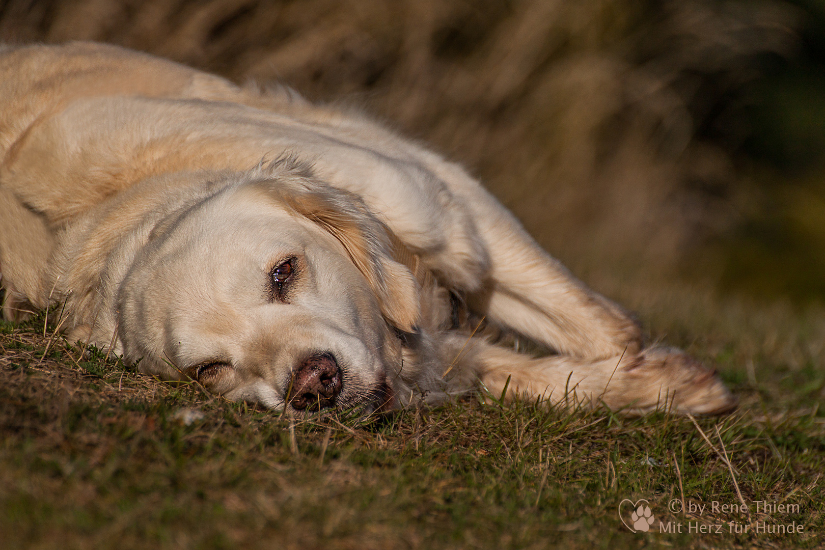 Golden Retriever - Entspannung pur bei Goldi