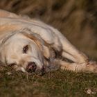 Golden Retriever - Entspannung pur bei Goldi