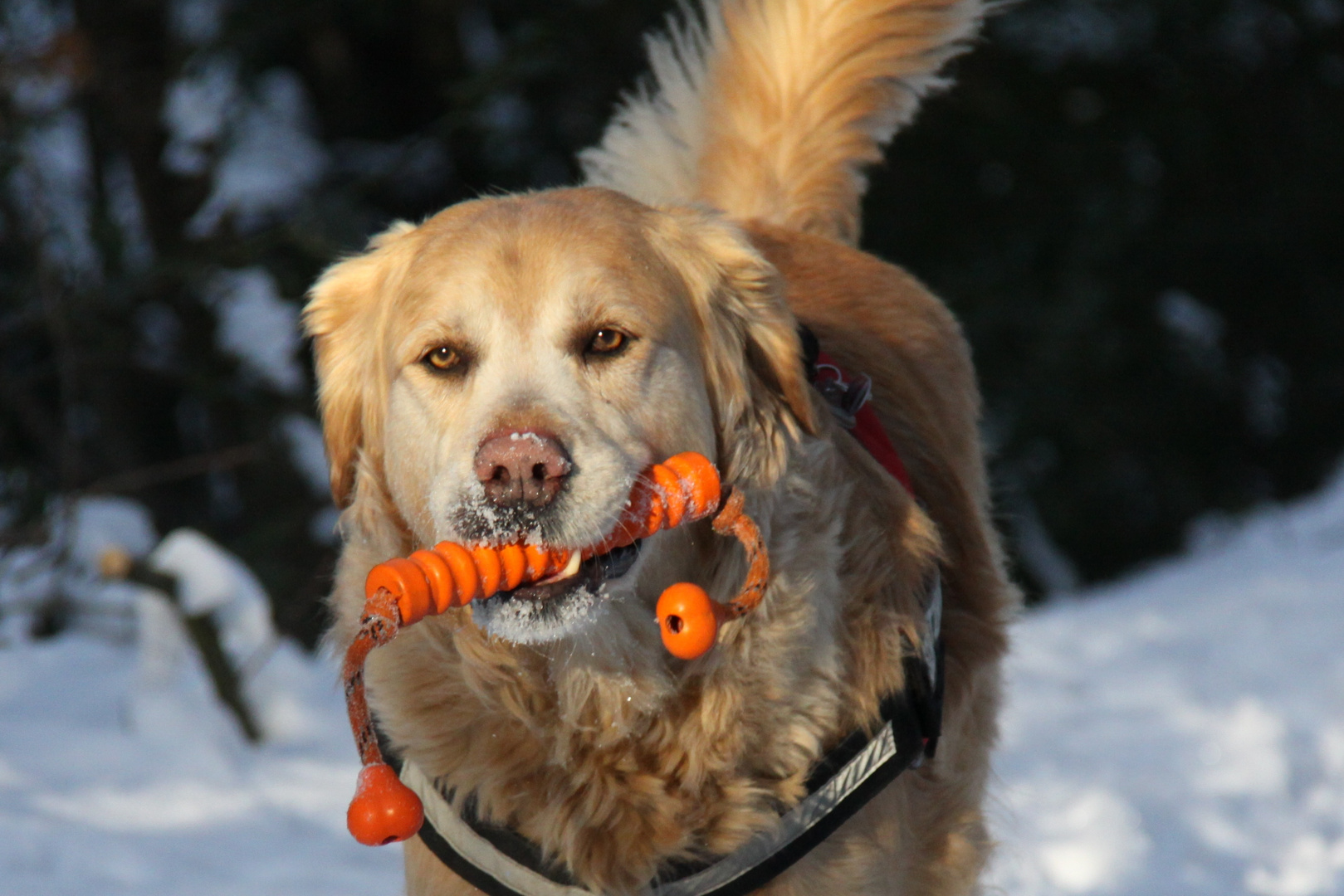 Golden Retriever