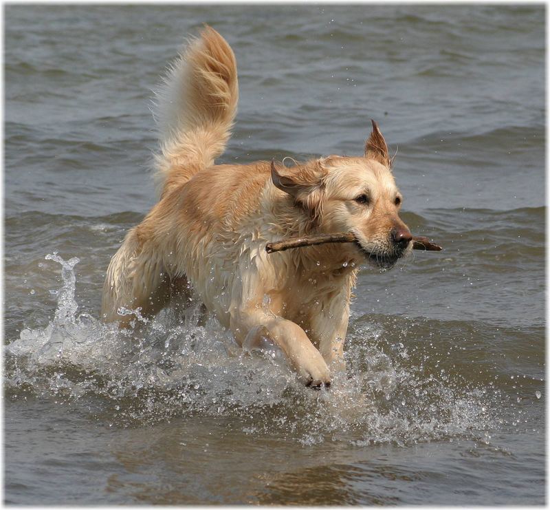 Golden Retriever