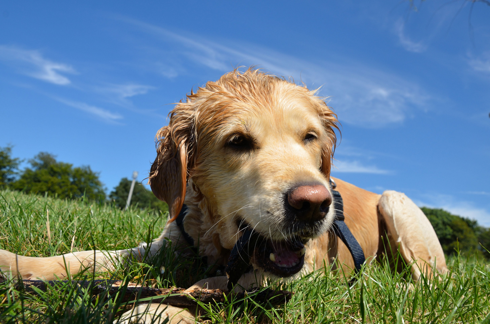 Golden Retriever