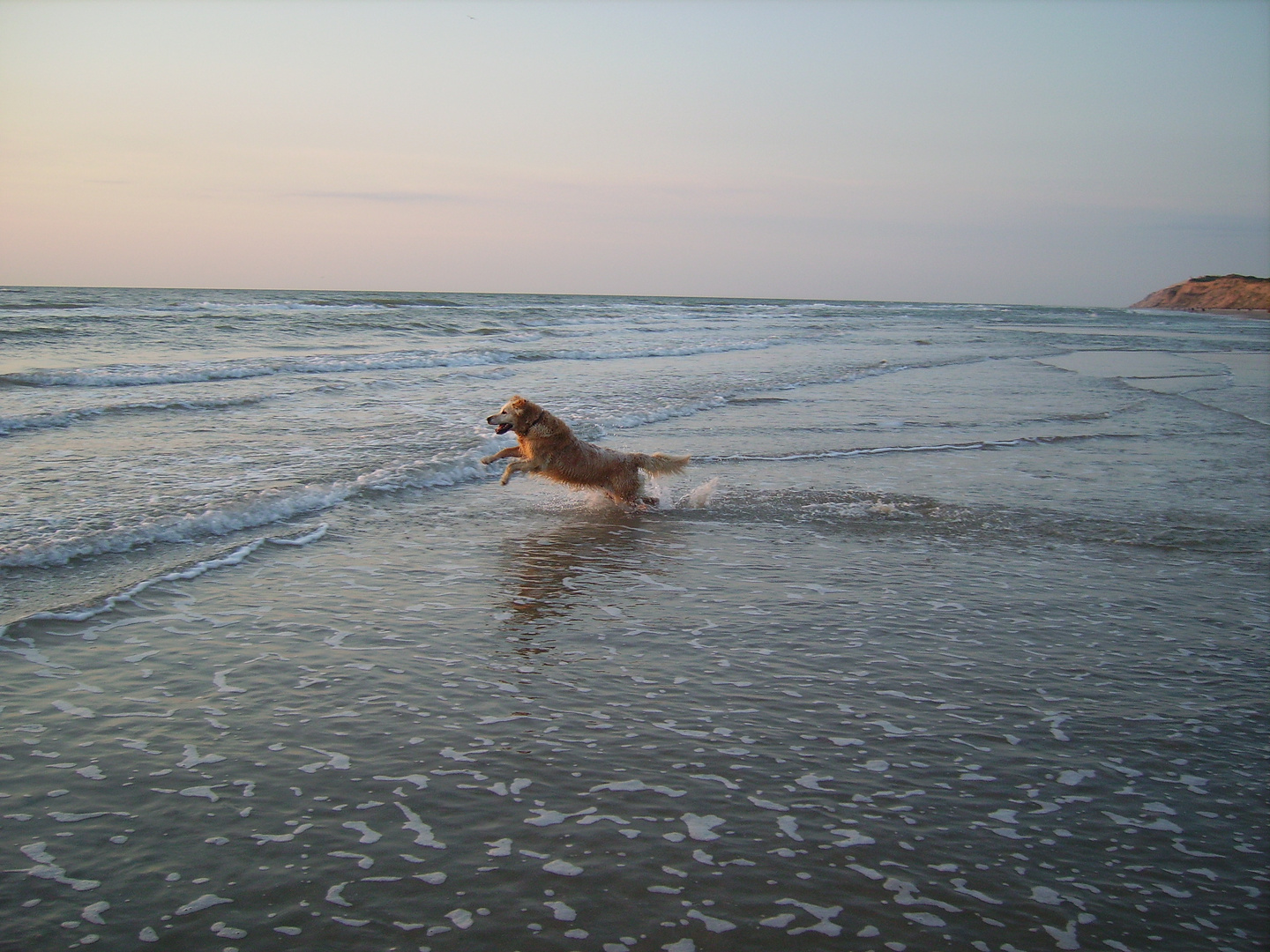 golden retriever Gina