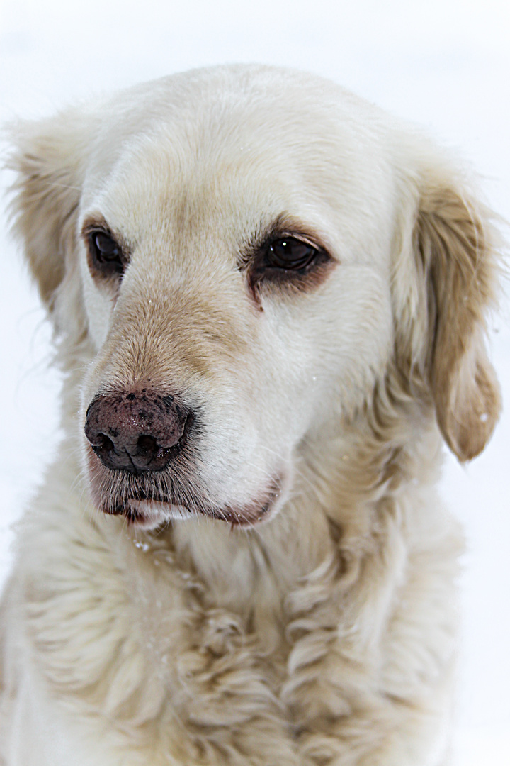 Golden Retriever - Goldi