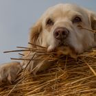 Golden Retriever - Goldi Abgedroschen