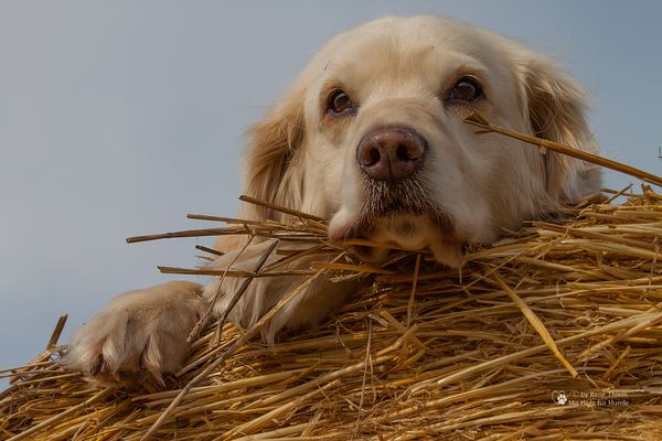 Golden Retriever - Goldi Abgedroschen