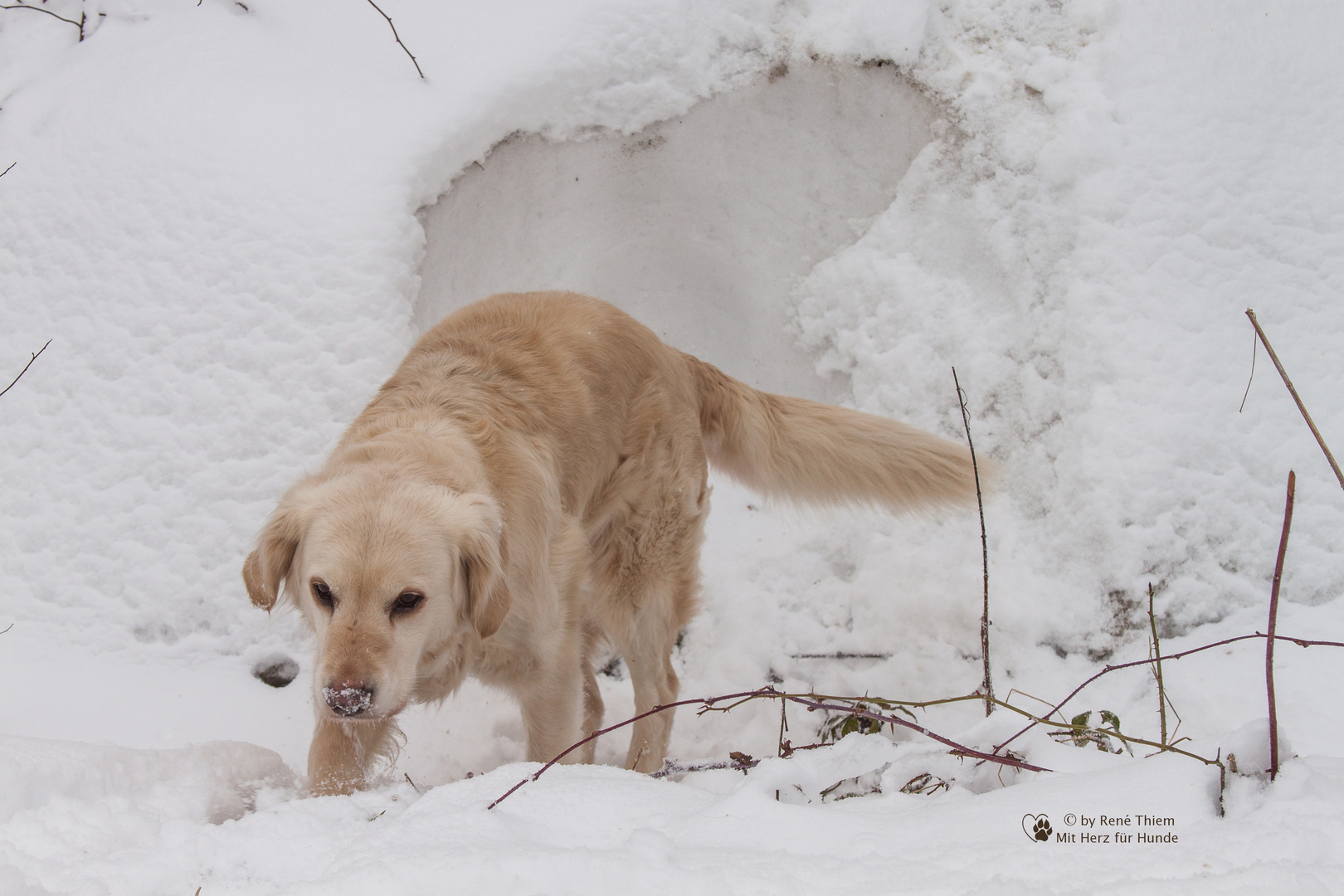 Golden Retriever - Goldi als Höhlenbär