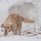 Golden Retriever - Goldi als Höhlenbär