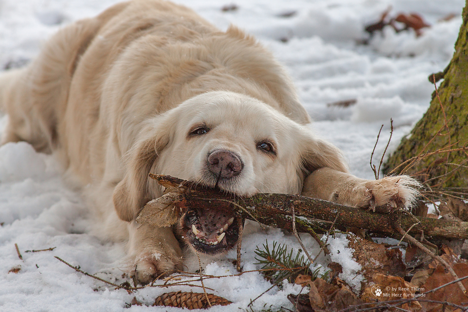 Golden Retriever - Goldi am knabbern