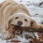 Golden Retriever - Goldi am knabbern