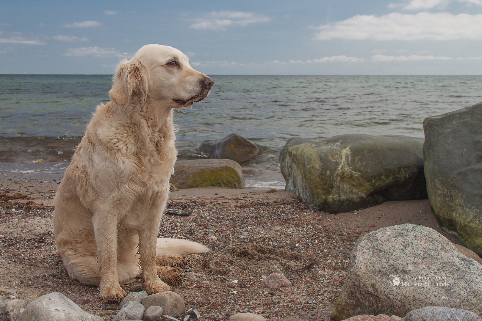 Golden Retriever - Goldi Am Strand