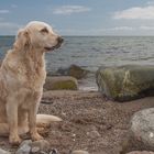 Golden Retriever - Goldi Am Strand