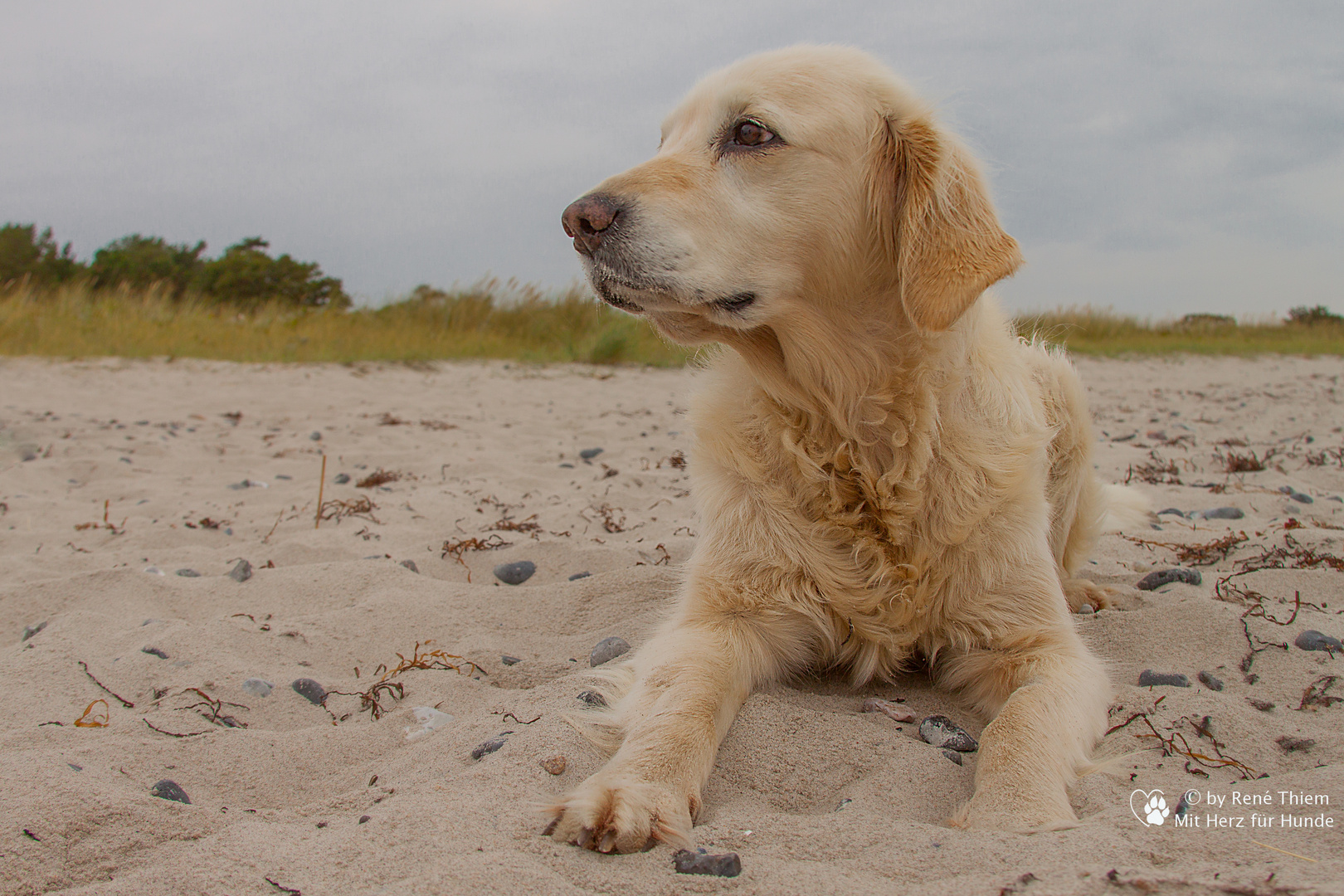 Golden Retriever - Goldi am Strand