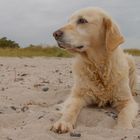 Golden Retriever - Goldi am Strand