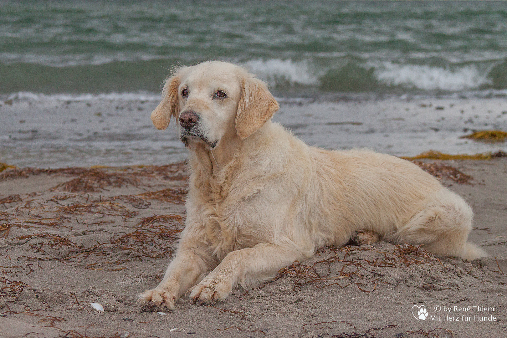 Golden Retriever - Goldi am Strand II