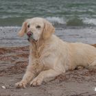 Golden Retriever - Goldi am Strand II