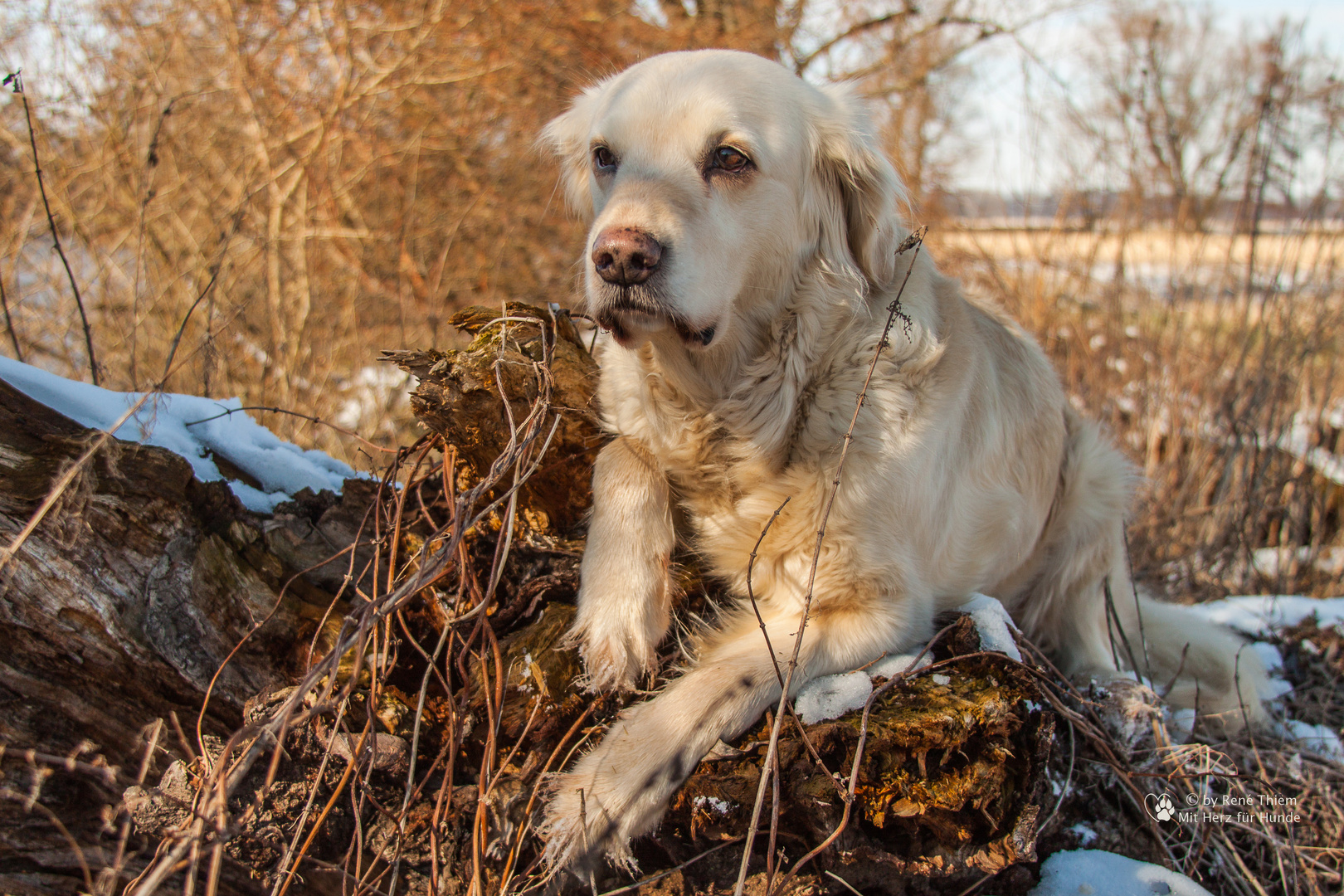 Golden Retriever - Goldi auf Beobachtungsposten