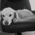 Golden Retriever - Goldi auf dem Sessel