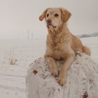 Golden Retriever - Goldi auf der Schneekugel