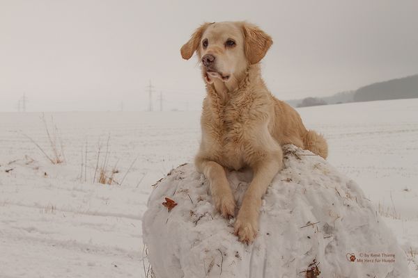 Golden Retriever - Goldi auf der Schneekugel