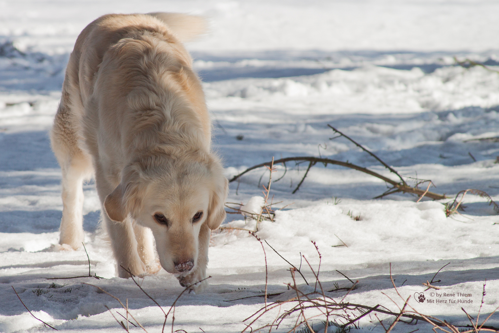 Golden Retriever - Goldi auf Spurensuche