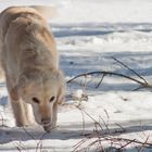 Golden Retriever - Goldi auf Spurensuche