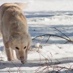 Golden Retriever - Goldi auf Spurensuche