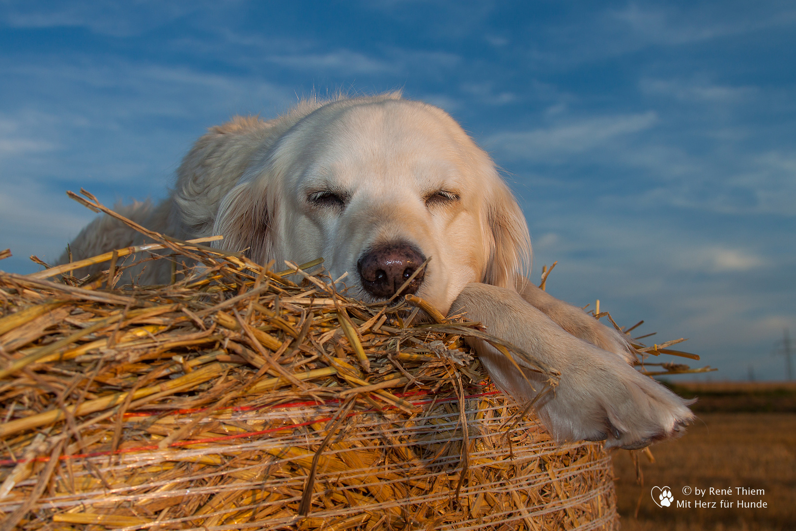 Golden Retriever - Goldi auf Stroh chillen