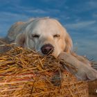 Golden Retriever - Goldi auf Stroh chillen