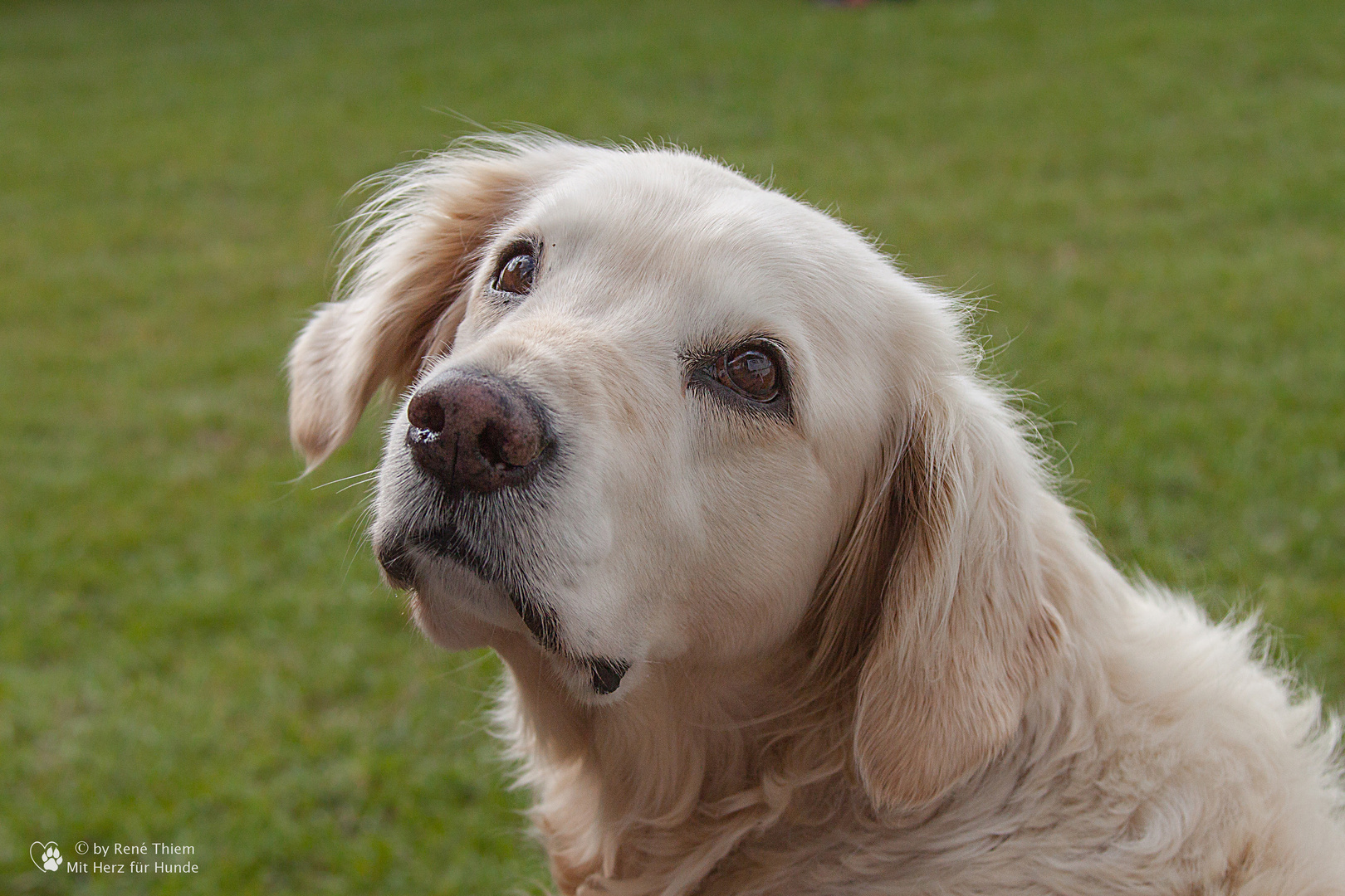 Golden Retriever Goldi Aufmerksam Foto Bild Tiere Haustiere Hunde Bilder Auf Fotocommunity