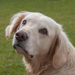 Golden Retriever - Goldi - Aufmerksam