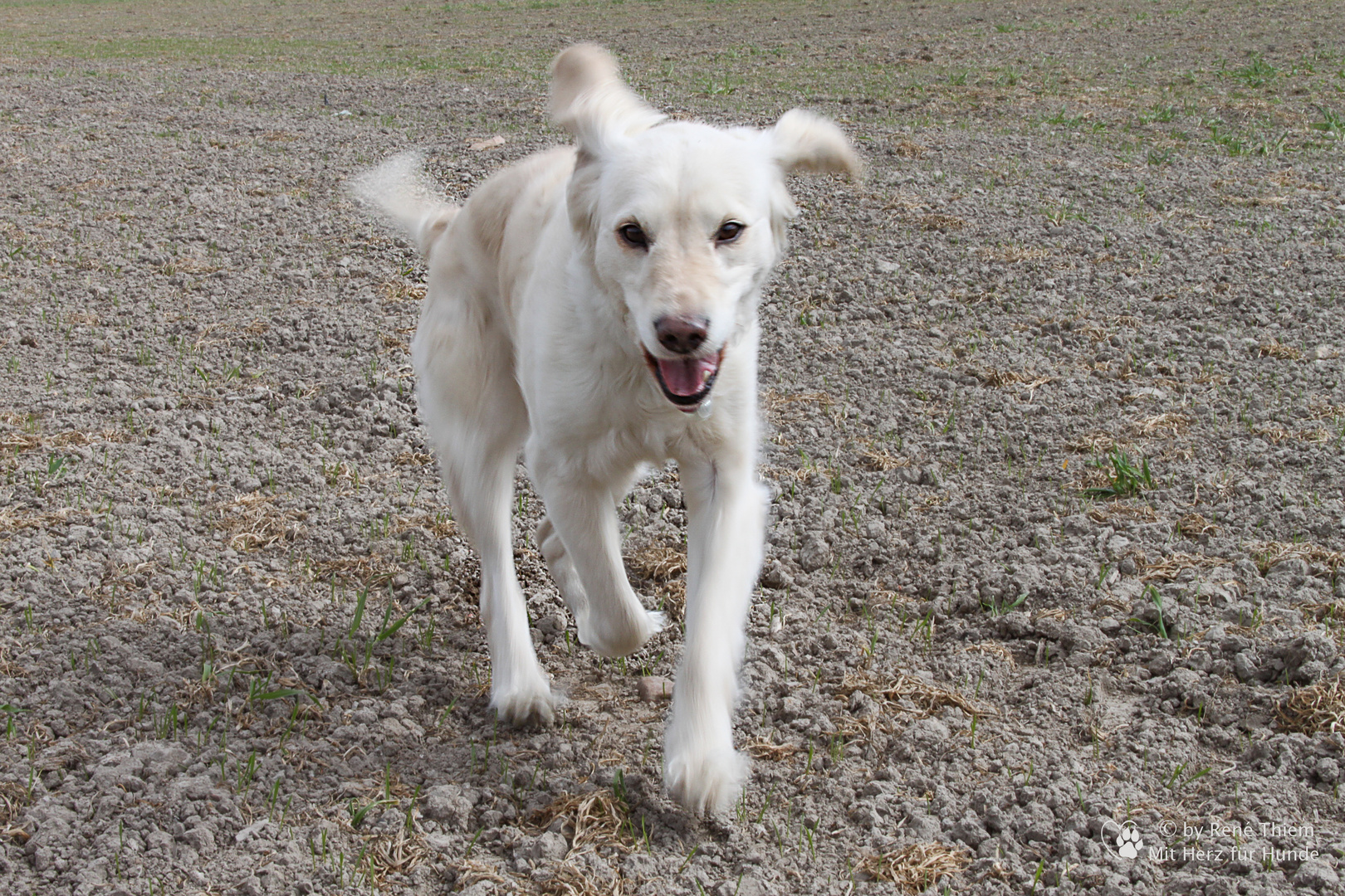 Golden Retriever - Goldi Ausgelassenheit eines Golden Retrievers