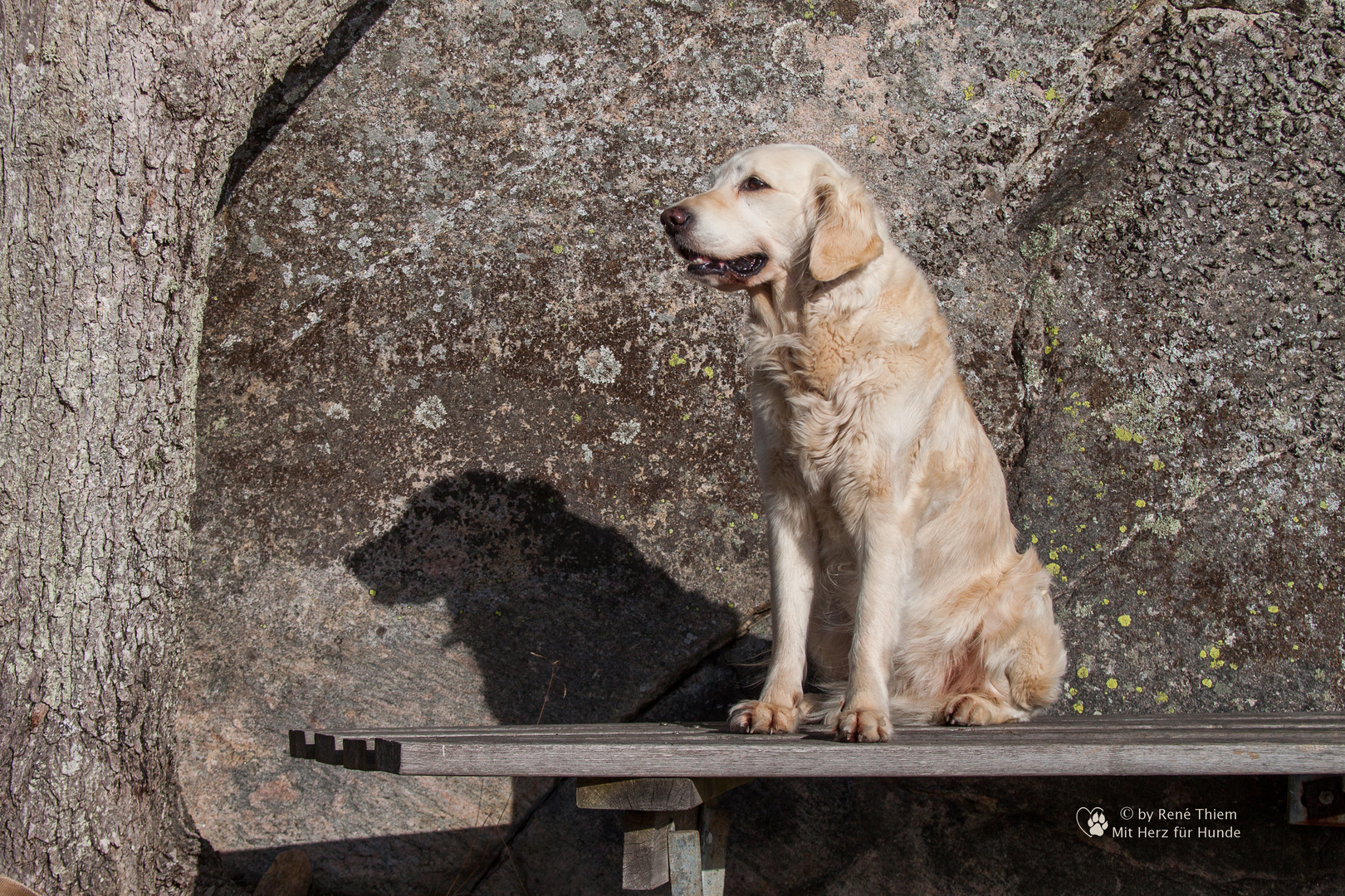 Golden Retriever - Goldi beim Bank drücken in Schweden 2013