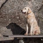 Golden Retriever - Goldi beim Bank drücken in Schweden 2013