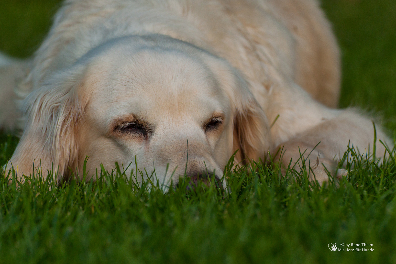 Golden Retriever - Goldi beim chillen