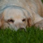 Golden Retriever - Goldi beim chillen