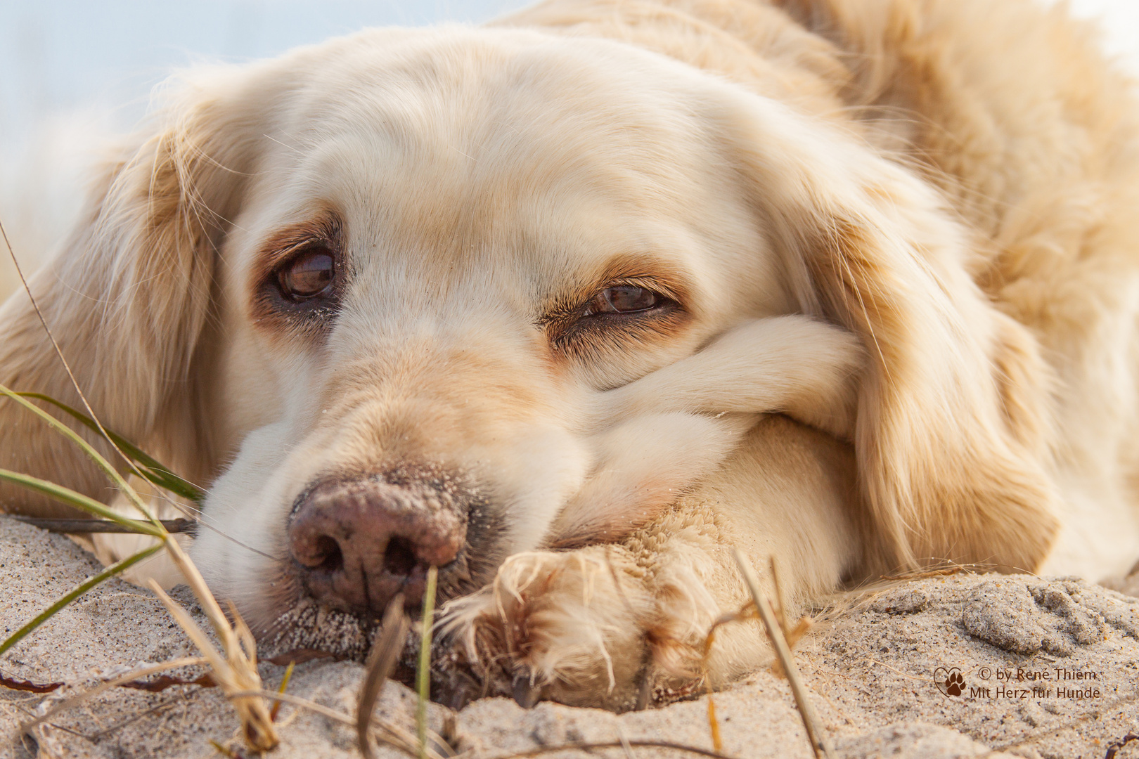 Golden Retriever - Goldi beim chillen am Strand