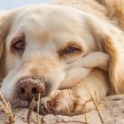 Golden Retriever - Goldi beim chillen am Strand