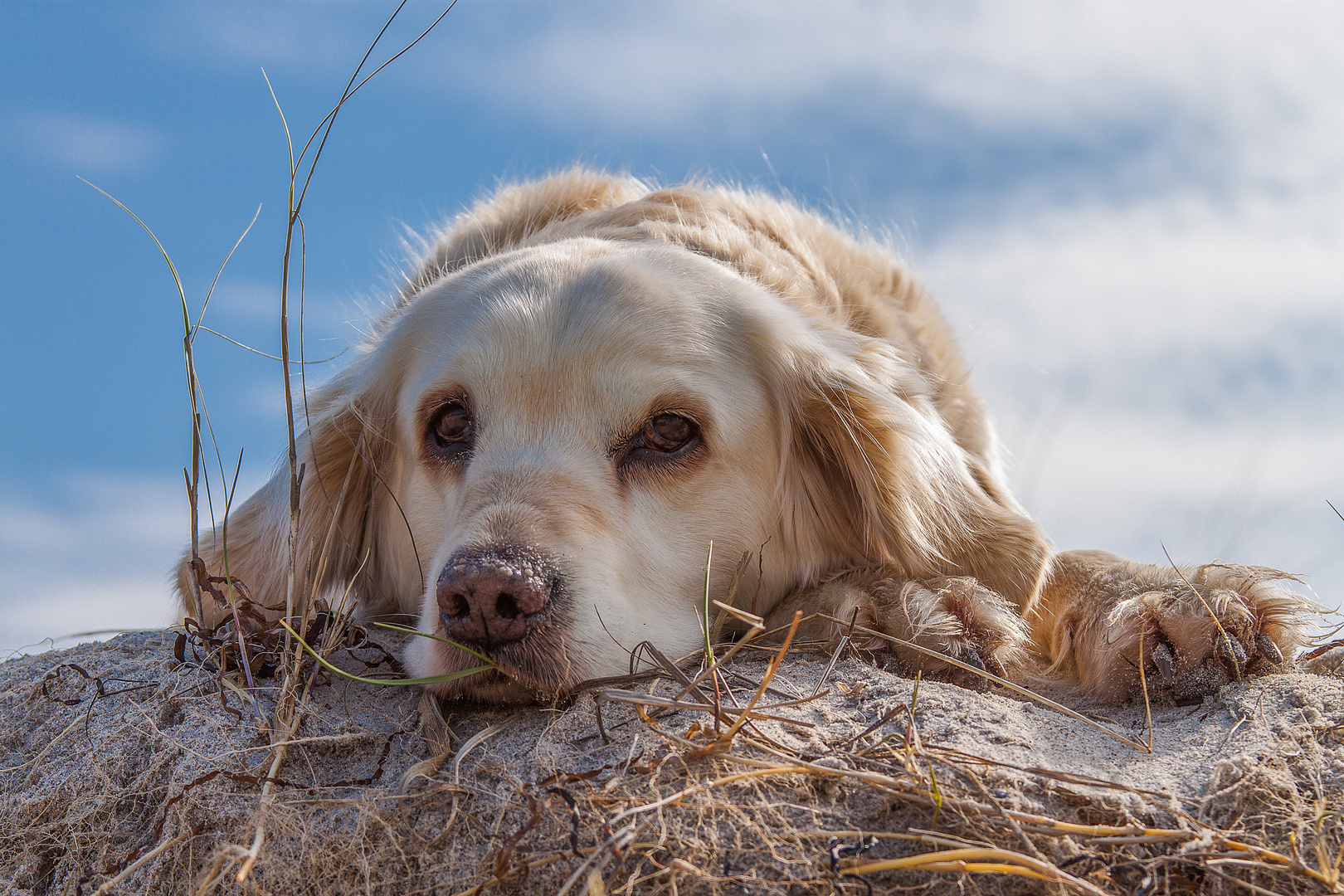 Golden Retriever - Goldi beim letzten Strandurlaub