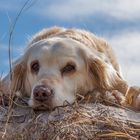 Golden Retriever - Goldi beim letzten Strandurlaub