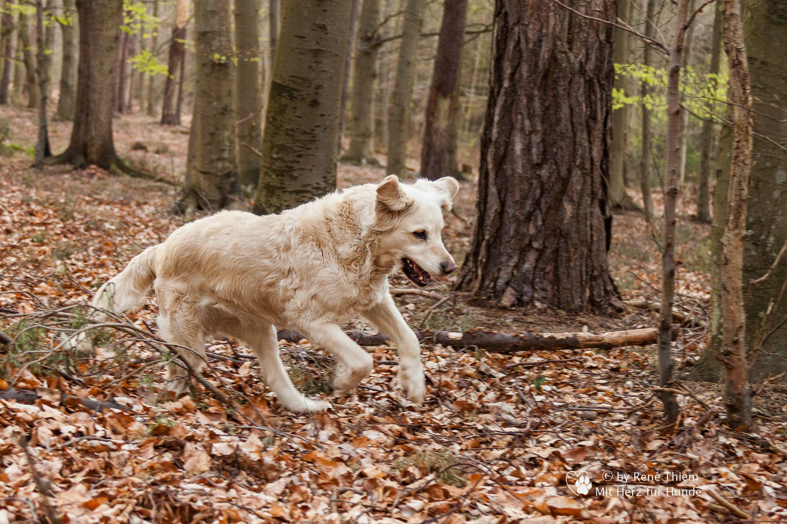 Golden Retriever "Goldi" beim Waldlauf