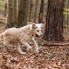 Golden Retriever "Goldi" beim Waldlauf