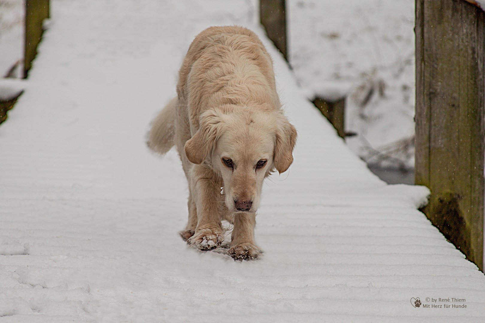 Golden Retriever - Goldi die Brückengängerin