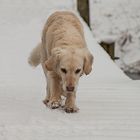 Golden Retriever - Goldi die Brückengängerin