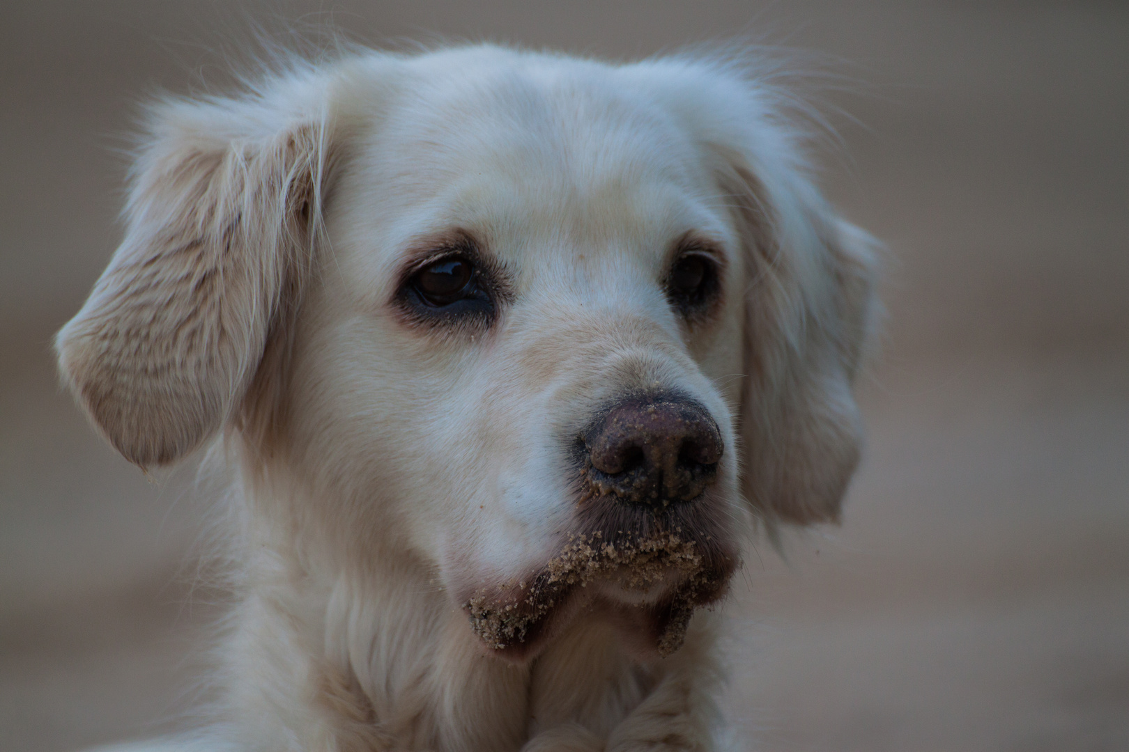 Golden Retriever - Goldi - Ein Herz auf vier Pfoten -