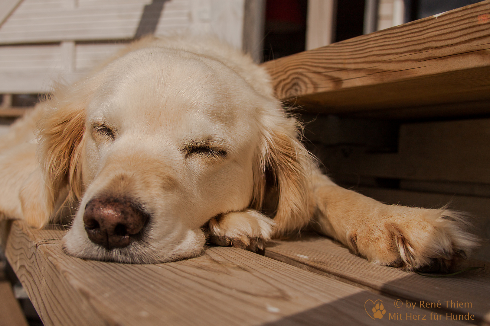 Golden Retriever - Goldi Eingeschlafen