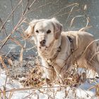 Golden Retriever - Goldi erkundet die Welt