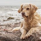 Golden Retriever - Goldi genießt das Meer